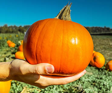 Love Pumpkin? Your Smile Does Too