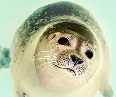 The Coolest Teeth In The Animal Kingdom