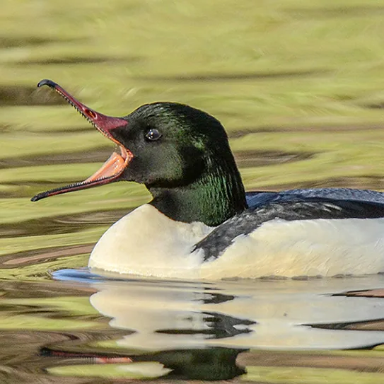4 Animals With Unusual Teeth