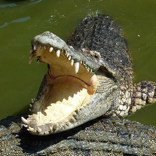 ANIMAL TEETH OLYMPICS