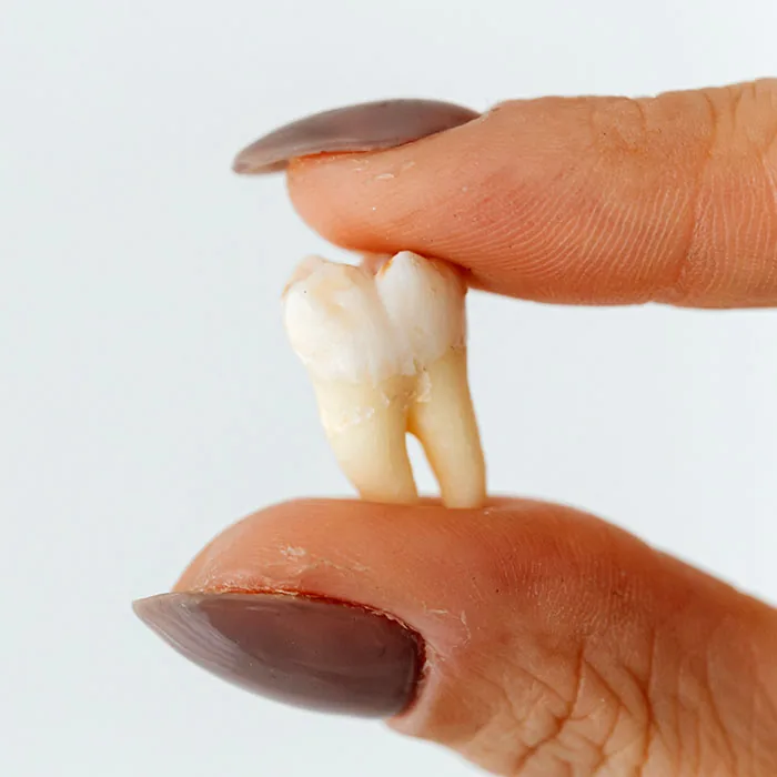 Baby Teeth Traditions 2023 700.jpg
